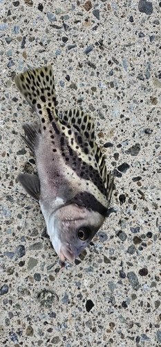 コショウダイの釣果