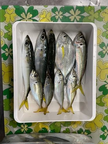 コノシロの釣果