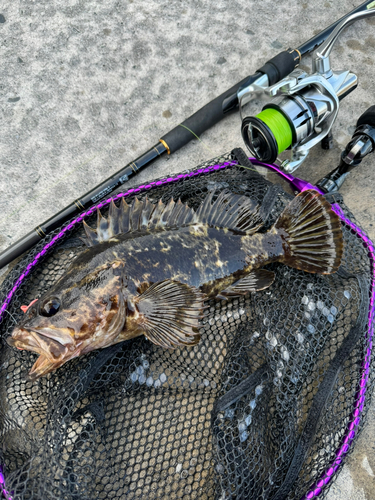 タケノコメバルの釣果