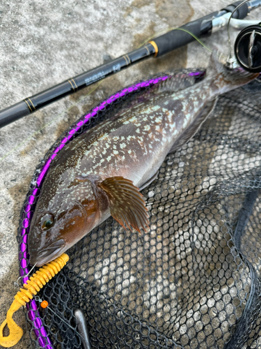 アイナメの釣果