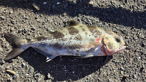 アイブリの釣果