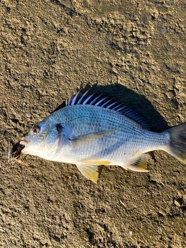 キビレの釣果