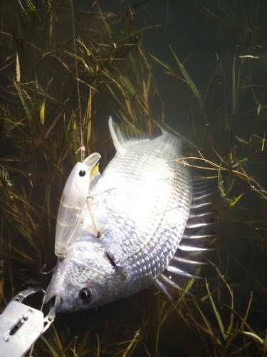 キビレの釣果