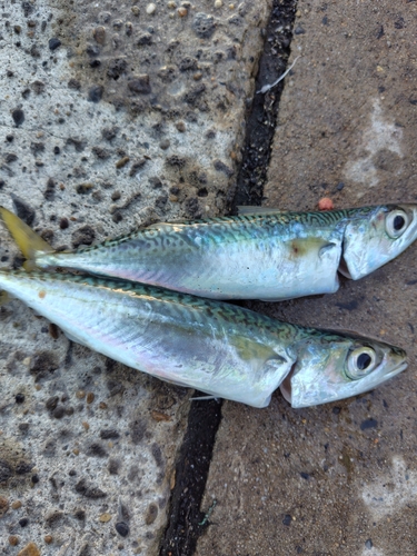 サバの釣果