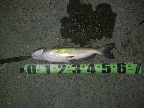 アメリカナマズの釣果