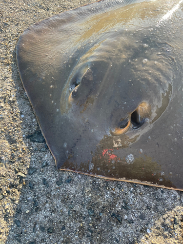 メジロの釣果