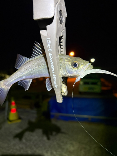 セイゴ（マルスズキ）の釣果