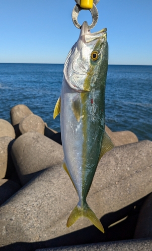 ヤズの釣果