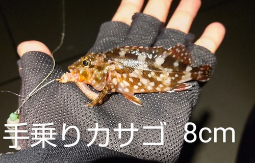 カサゴの釣果