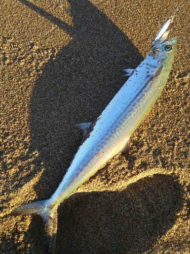 サゴシの釣果