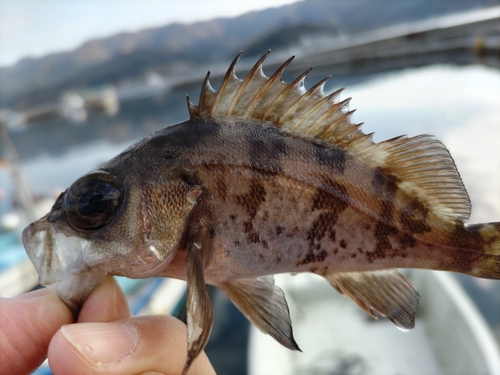 メバルの釣果