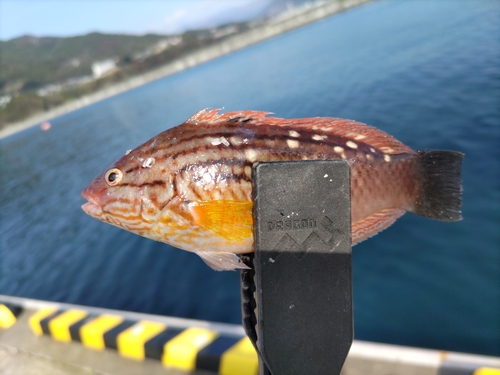 アカササノハベラの釣果