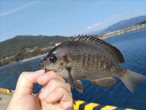 メジナの釣果