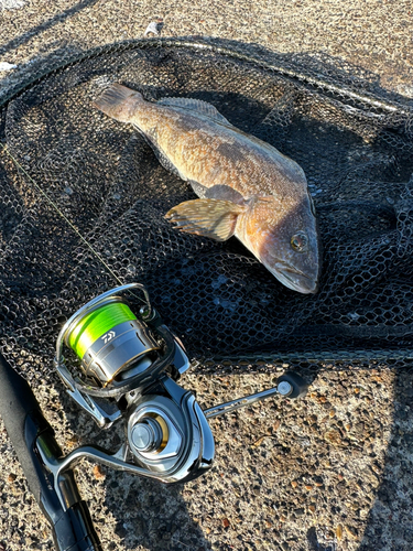 アブラコの釣果