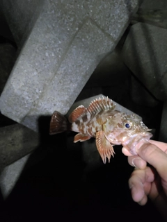 アラカブの釣果