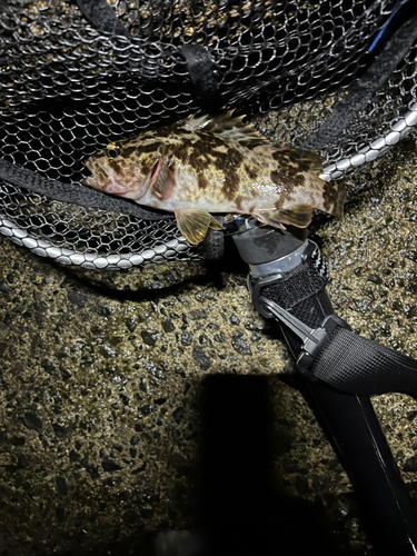 タケノコメバルの釣果