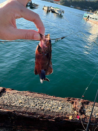 ハタの釣果