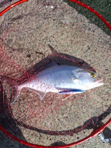 ショゴの釣果