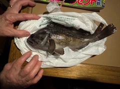 クロソイの釣果