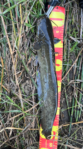 ナマズの釣果