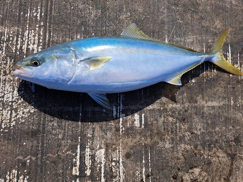 ハマチの釣果