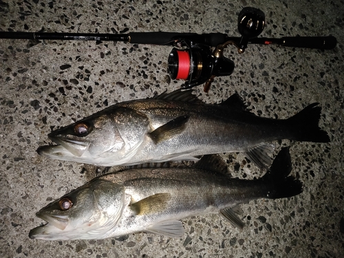 シーバスの釣果