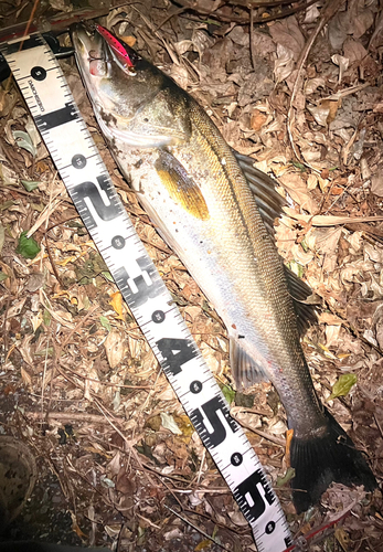 シーバスの釣果