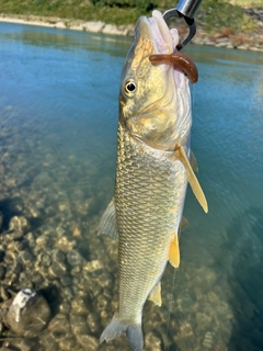 ニゴイの釣果