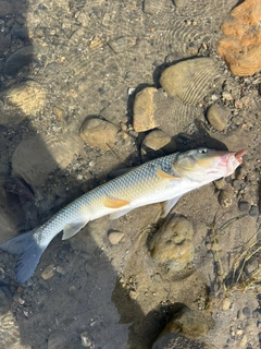 ニゴイの釣果