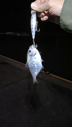 ミナミハタンポの釣果