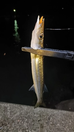 アカカマスの釣果