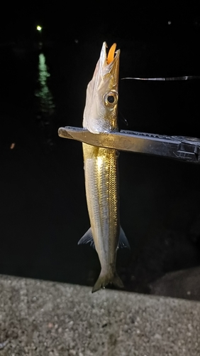 アカカマスの釣果