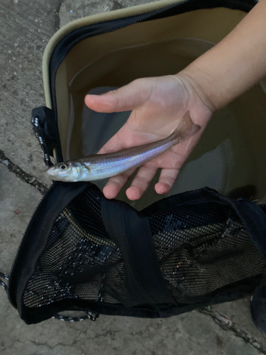 シロギスの釣果