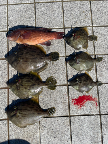 カワハギの釣果