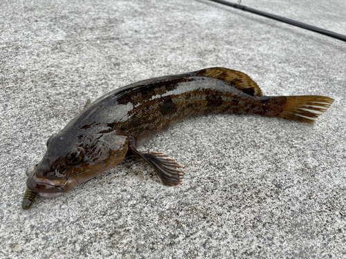 アイナメの釣果