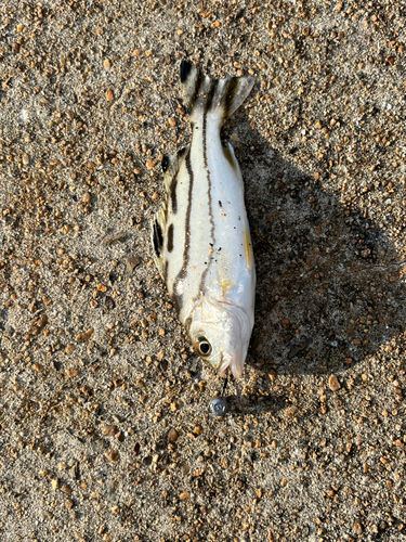 コトヒキの釣果