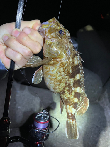 カサゴの釣果