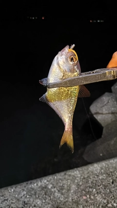 ミナミハタンポの釣果