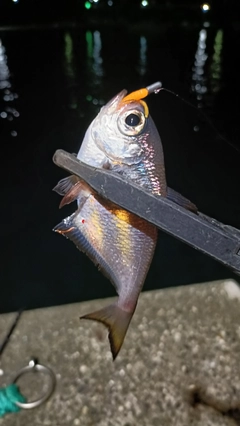 ミナミハタンポの釣果