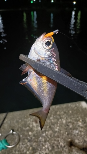 ミナミハタンポの釣果