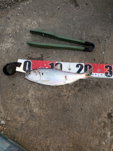 コノシロの釣果