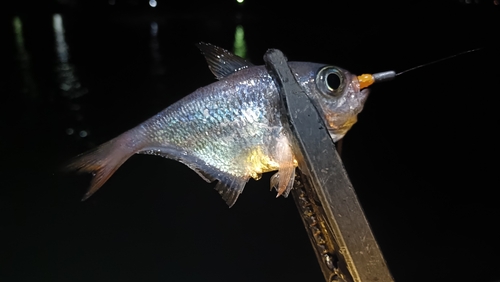 ミナミハタンポの釣果