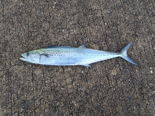 サゴシの釣果