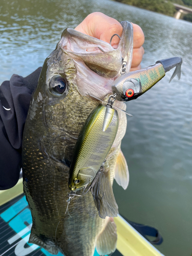 ブラックバスの釣果