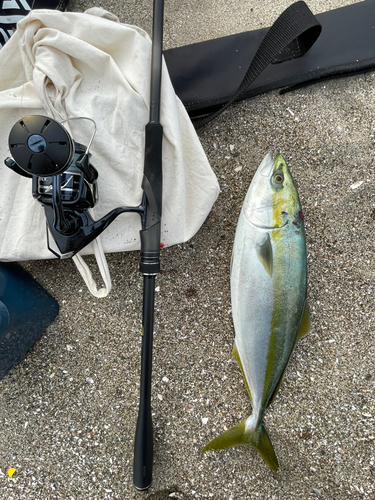 イナダの釣果