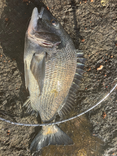 チヌの釣果