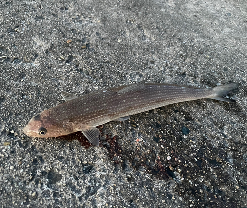 エソの釣果