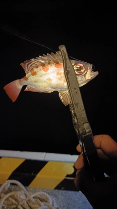 ホウセキキントキの釣果