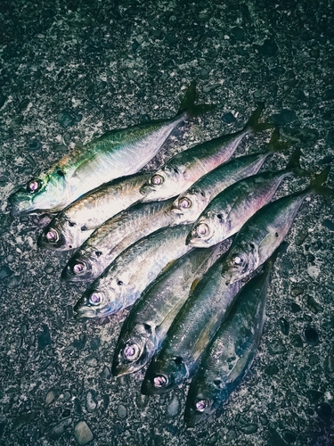 アジの釣果