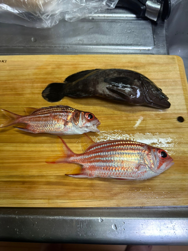 マハタの釣果